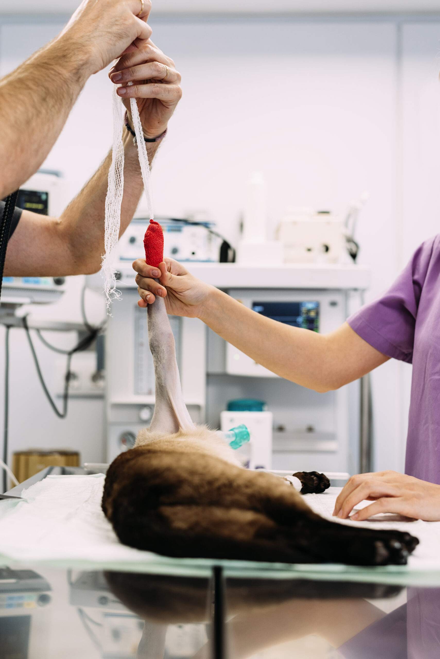 Traumatologia perros y gatos en Guadalajara